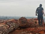 PF e Ibama combatem exploração e venda ilegais de madeira no Pará