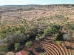Desmatamento no Cerrado piauiense recua 53% entre janeiro e setembro