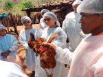 Adapi reforça vigilância sanitária no Piauí para prevenir doença de Newcastle em aves