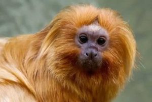 COP17 da Biodiversidade começa segunda-feira na Armênia